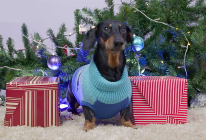 Les bons réflexes - Intoxication au chocolat, au raisin, aux plantes, ingestion de corps étrangers : évitez les risques de Noël pour les chiens et les chats