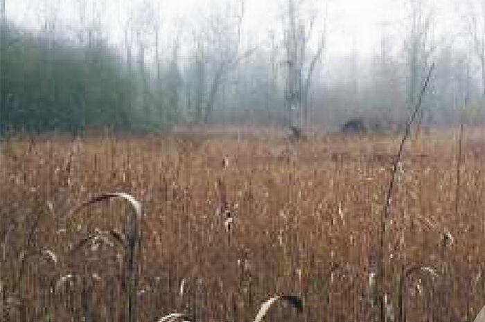 Seine-et-Marne ► Biodiversité : partez à la découverte des zones humides