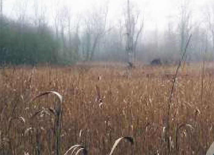 Seine-et-Marne - Biodiversité : partez à la découverte des zones humides