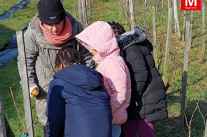 Thorigny-sur-Marne ► [Vidéo] Les écoliers ont participé à la taille de la vigne avec l’association du Vignoble des Coteaux de Thorigny