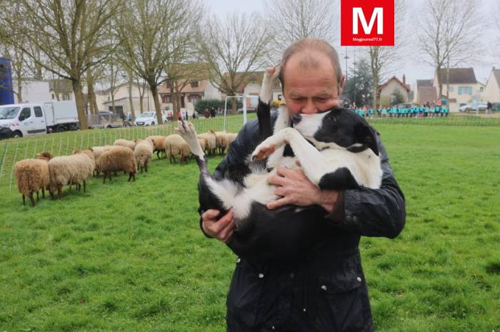 Mitry-Mory ► [Vidéo] Transhumance dans la ville : les chiens sont des aides essentielles pour conduire le troupeau de moutons